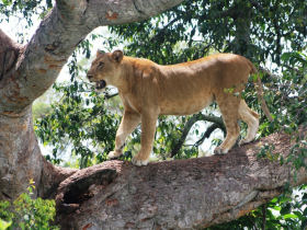 Uganda wildlife holiday